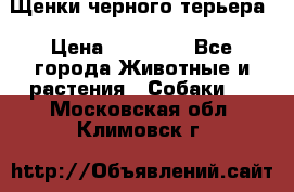 Щенки черного терьера › Цена ­ 35 000 - Все города Животные и растения » Собаки   . Московская обл.,Климовск г.